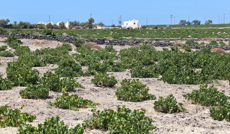 the top wineries and vineyards in Santorini, Greece